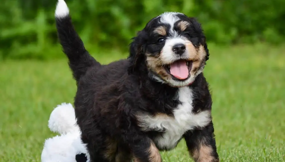 bernese mountain dog poodle mix size