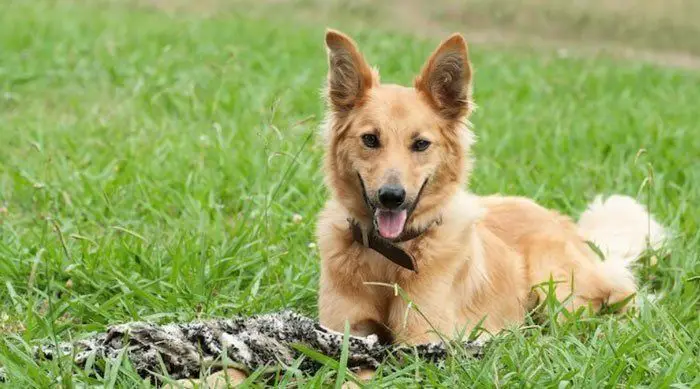 German Shepherd Golden Retriever Mix Guide My Dogs Info