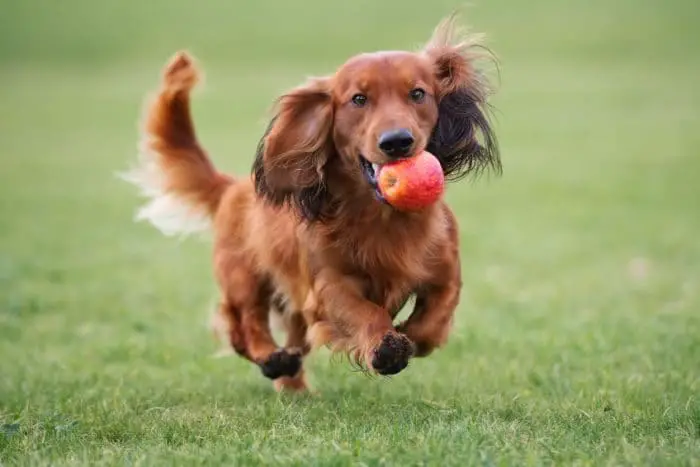 long-haired-dachshunds