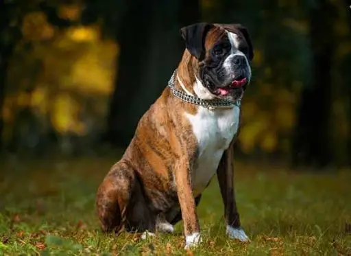 50 Best Inspiring Indian Dog Names Holi Goa More My Dogs Info
