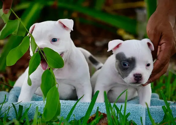 Pocket Bully puppies
