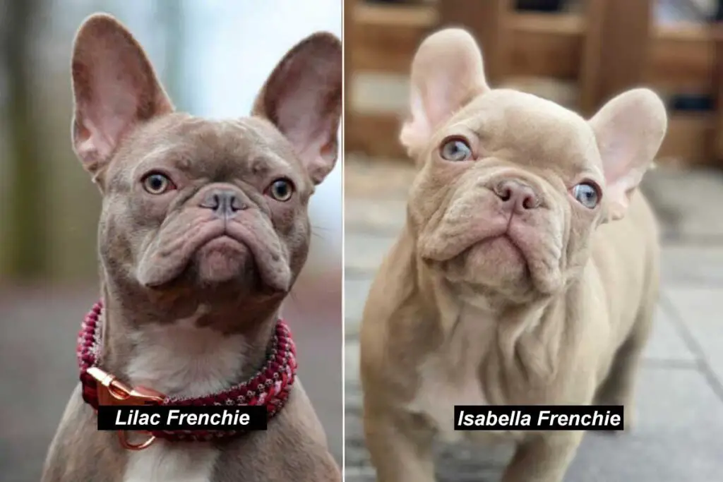 Isabella Vs Lilac French Bulldog Guide (Before Buying)