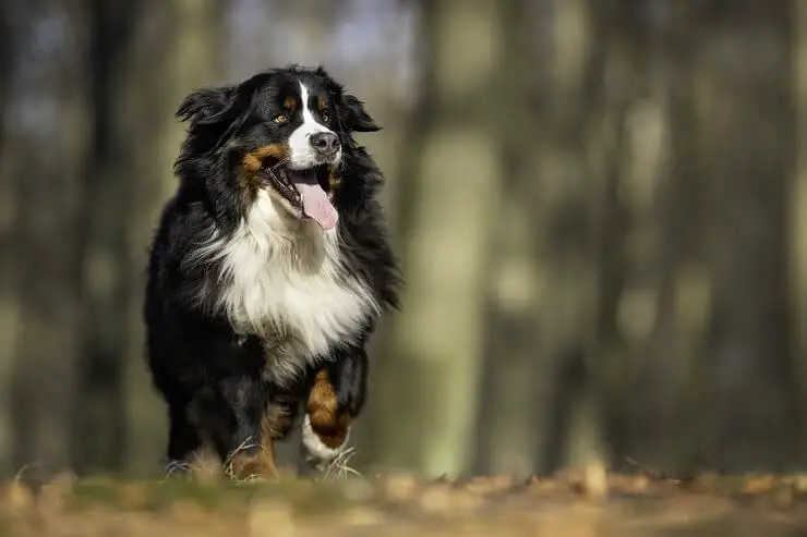 A-Bernese-Mountain-Dog cost