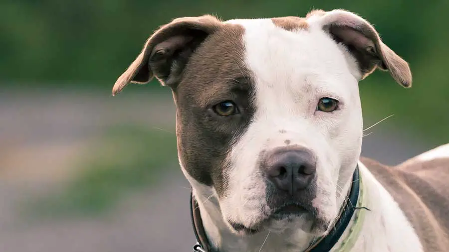 American Pit Bull Terrier All about the MIGHTY Pit Bull