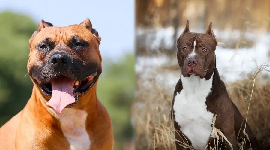American-Staffordshire-Terrier-vs.-American-Pit-Bull-Terrier