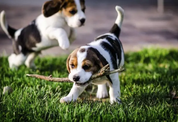 American-foxhound-puppies in the field