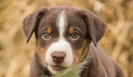 Appenzeller-Sennenhunds-puppy