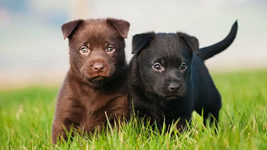 Australian-Kelpie pups