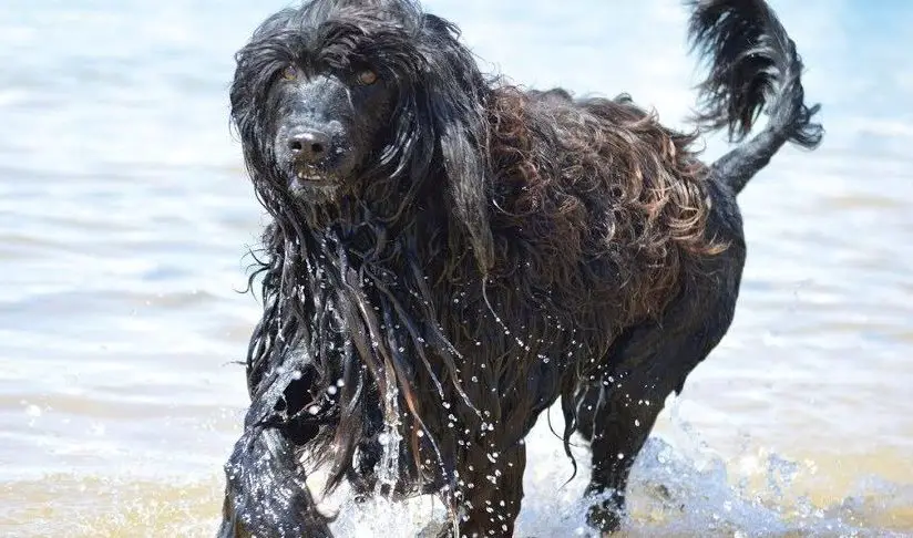 Barbet dogs