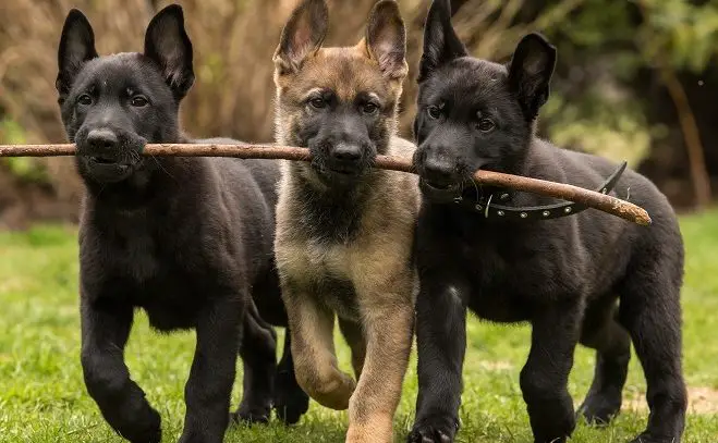 Black-German-Shepherd-Puppies