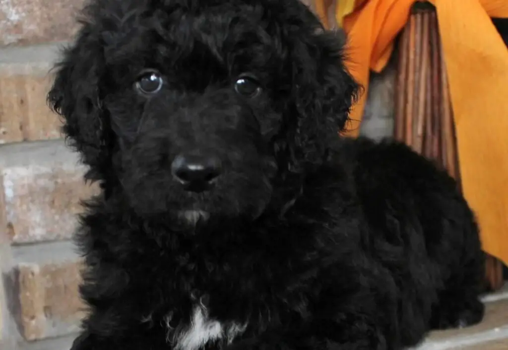 Black Goldendoodle- The "PERFECT" black Teddy bear doodle - My Dogs Info