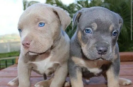 Blue Fawn Pitbull puppies