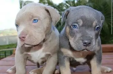 Pitbull Blue Eyes