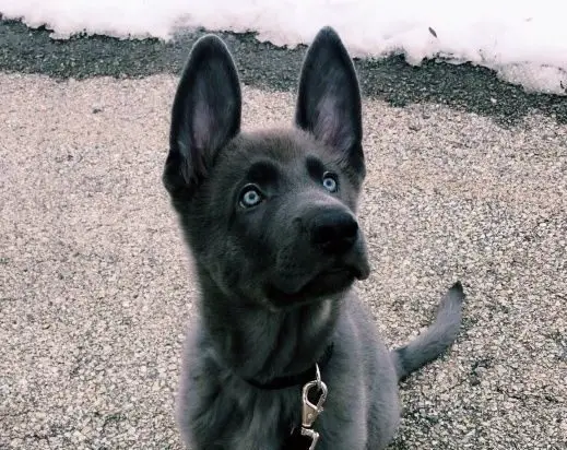Blue German Shepherd Puppy