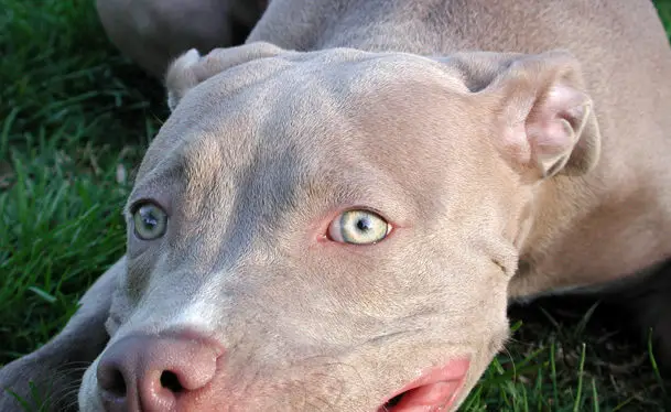 Blue fawn Pitbull terrier