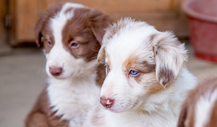 Border-Collie-Australian-Shepherd-Mix-Puppies