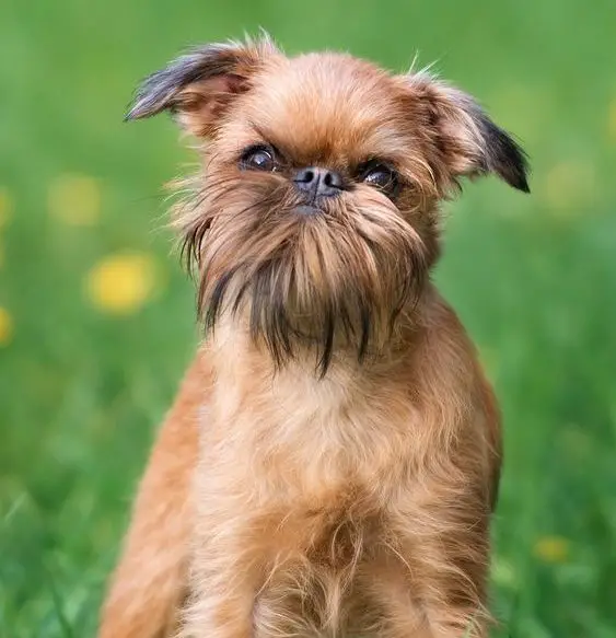 Guide to all hypoallergenic dog breeds for allergic people ...