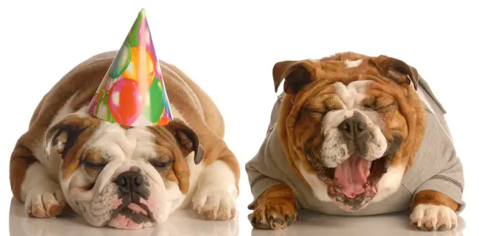 one english bulldog laughing at another wearing birthday hat