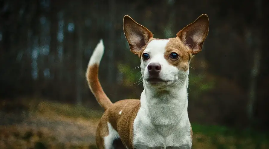 Chihuahua-Pitbull-Mix