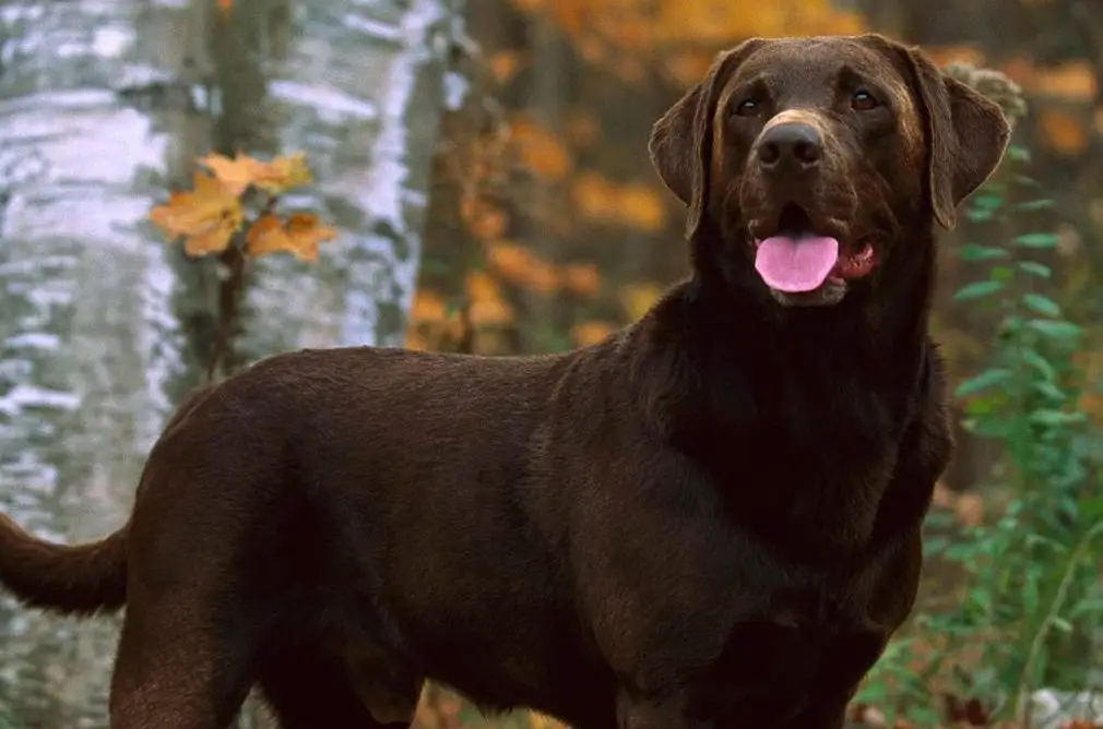 Chocolate Labrador dog names