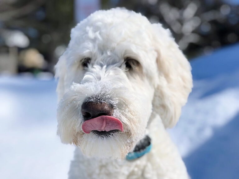 Goldendoodle types- The 12 colors & coat types Guide - My Dogs Info