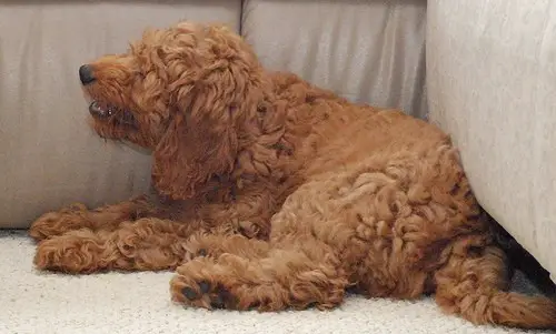 Curly Golden-doodle