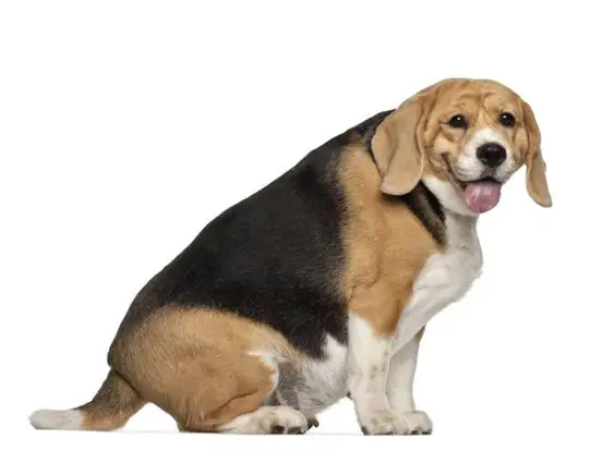 Dog weight loss