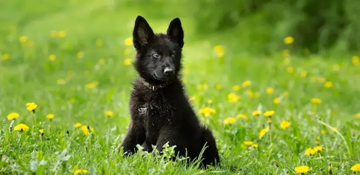 German-Shepherd-Puppy