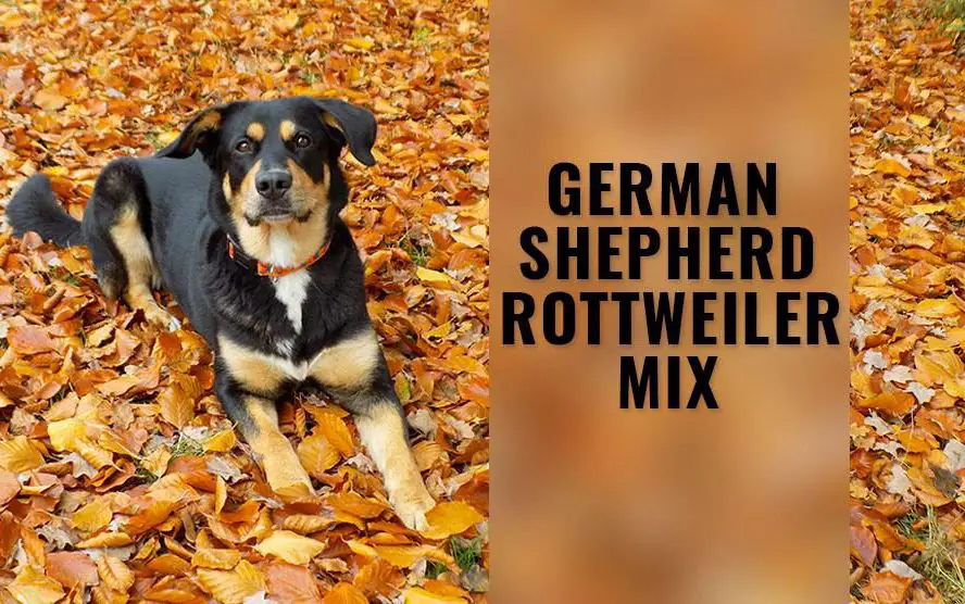German Shepherd Rottweiler mix