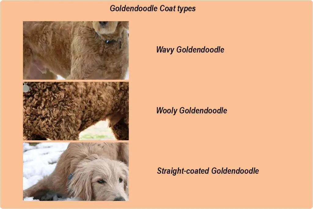 Goldendoodle-coat-types-chart