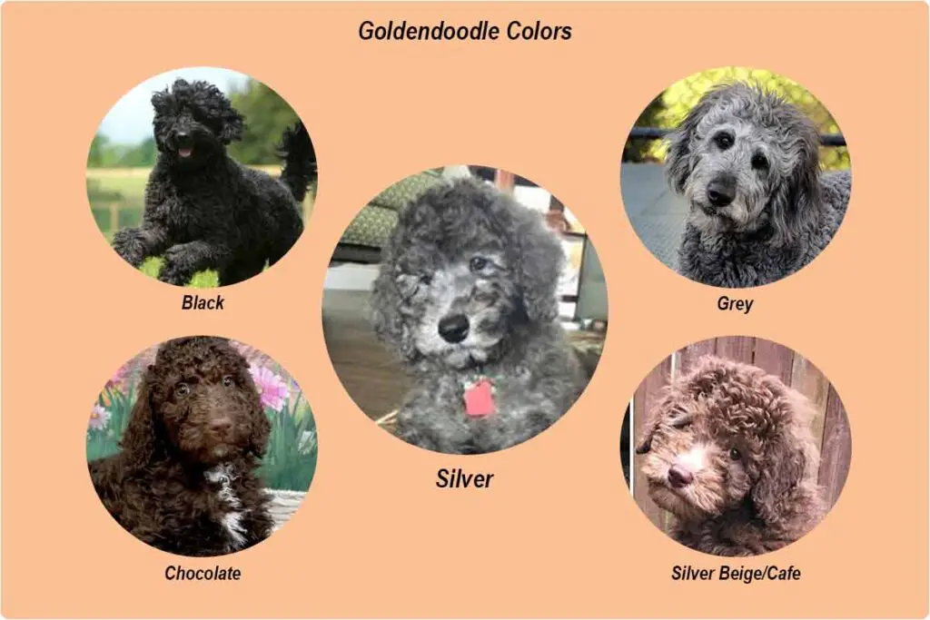 Goldendoodle-color-chart