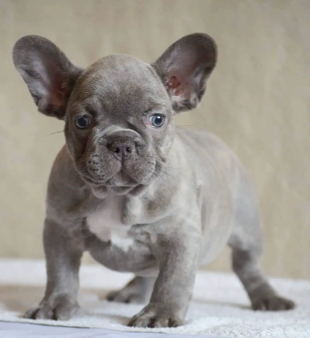 Isabella French Bulldog Guide to the rarest lilac