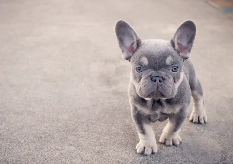 Isabella French Bulldog Guide to the rarest lilac
