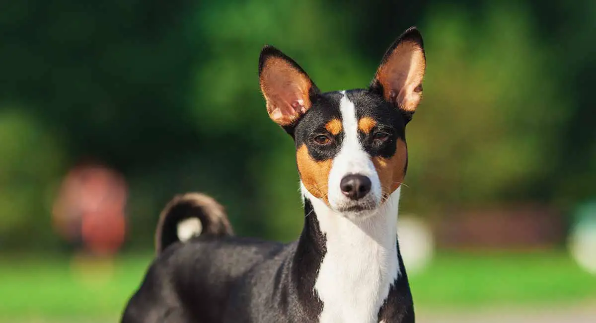 Basenji- Learn facts about the African Barkless dog - My ...