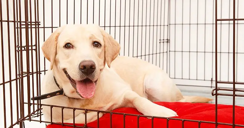 How to train a Labrador Retriever (learn the essentials