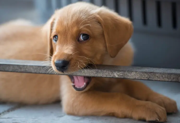 Labrador-Puppy-biting
