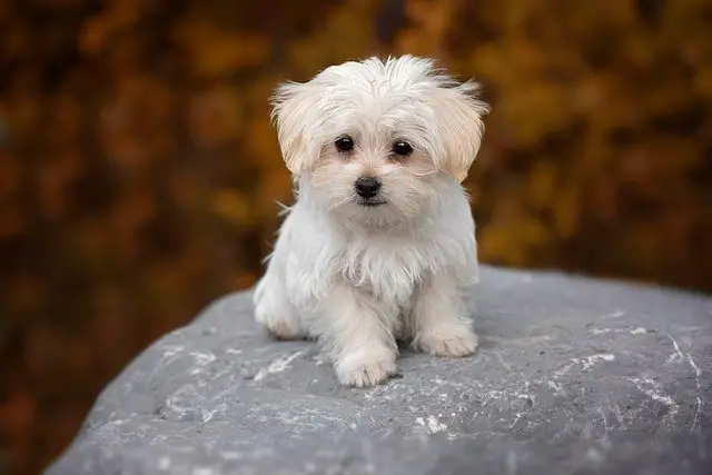Maltese terrier Little known facts about the Maltese Lion