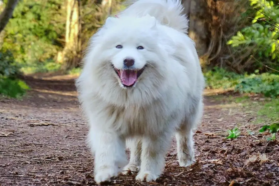 Meet the Siberian Nenet dog