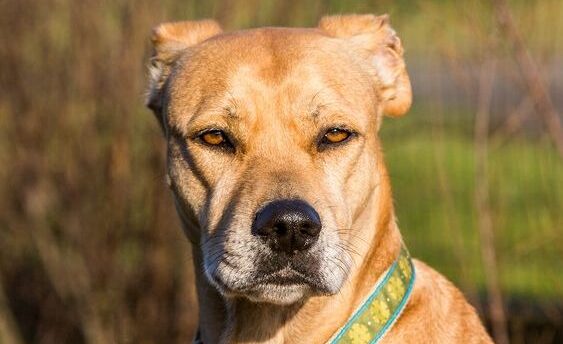 Pitbull and lab mix