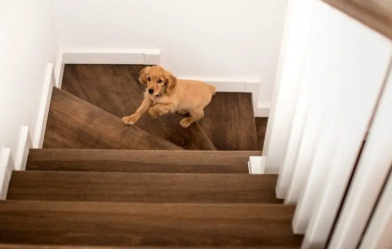 Puppy-Climbing-Stairs