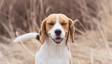 Reverse dog sneezing