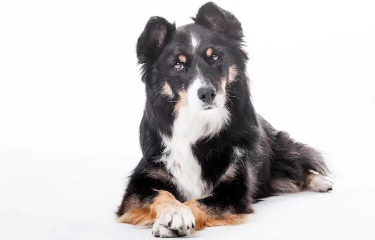 German Shepherd Border Collie Mix "CARE" guide and info