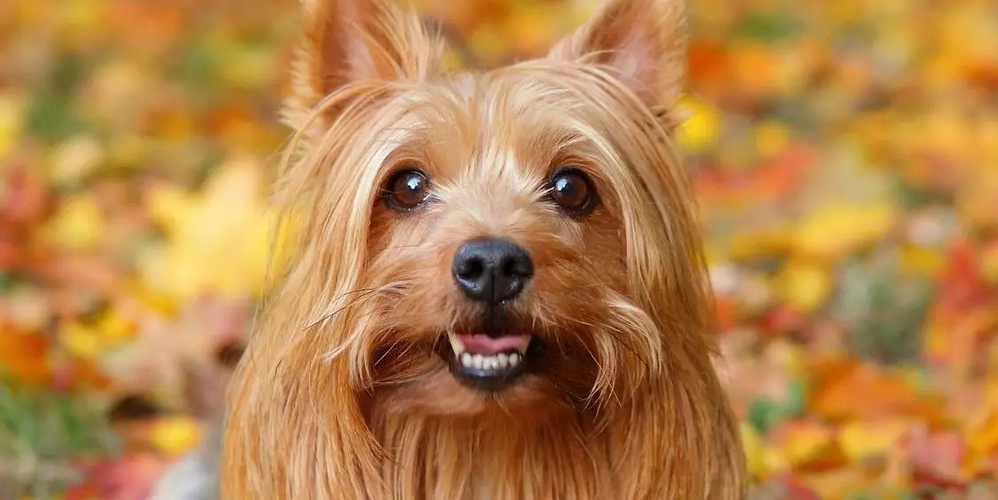 rekruttere Hals Norm Australian Silky Terrier- A complete guide to the Sydney Terrier - My Dogs  Info
