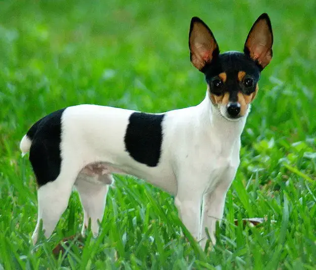 Chihuahua Terrier Mix Top 6 Most Popular Terrier Chi Mixes My Dogs Info