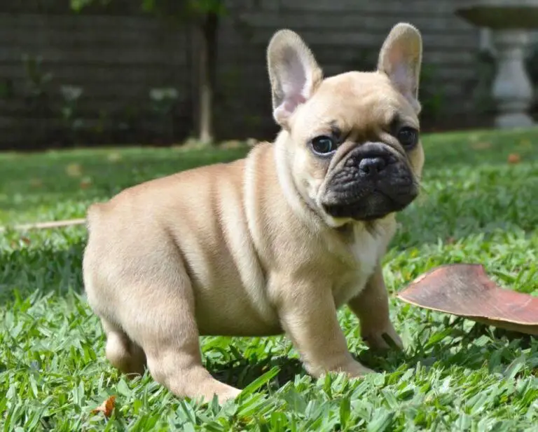 Teacup French Bulldog What to know before buying + care