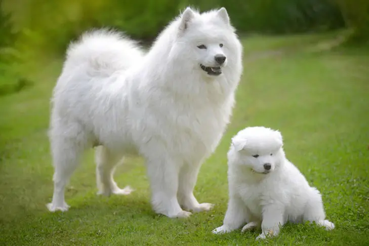 The Samoyed Puppies