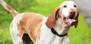 american-english-coonhound guide
