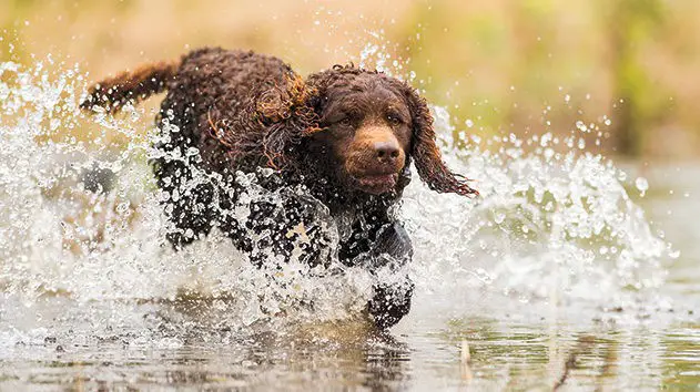 American Water Spaniel The Case Of Yankee Ingenuity My Dogs Info