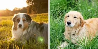 Australian Golden Retriever mix- Best buyer's My Dogs Info