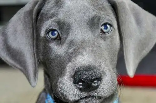 blue Great Dane puppy